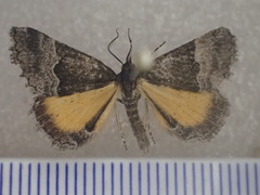 Dichromodes scothima