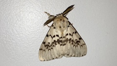 Lymantria antennata