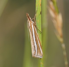 Hednota grammellus