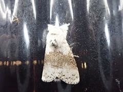 Calliteara pseudabietis