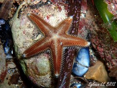 Astropecten spinulosus