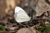 West Virginia White - Photo (c) David Yeany, some rights reserved (CC BY-NC), uploaded by David Yeany