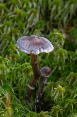 Cortinarius hemitrichus
