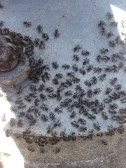 Tetragonula hockingsi