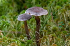Cortinarius hemitrichus