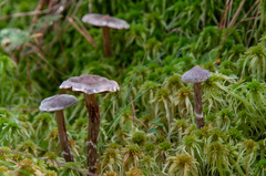 Cortinarius hemitrichus