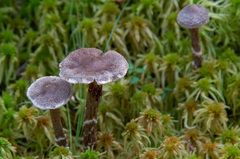 Cortinarius hemitrichus