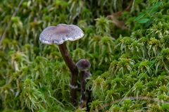 Cortinarius hemitrichus