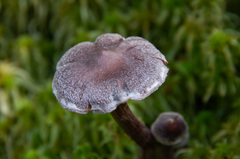 Cortinarius hemitrichus