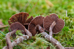 Cortinarius hemitrichus