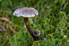 Cortinarius hemitrichus