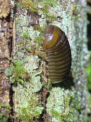 Oniscomorpha