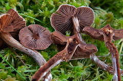 Cortinarius hemitrichus