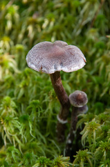 Cortinarius hemitrichus