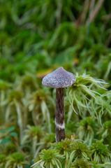 Cortinarius hemitrichus