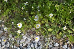 Anthemis cretica