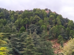 Pinus nigra salzmannii