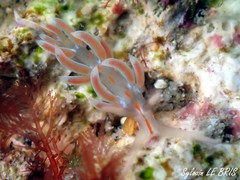 Facelina rubrovittata
