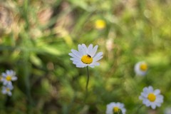 Anthemis cretica
