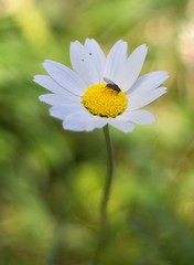 Anthemis cretica