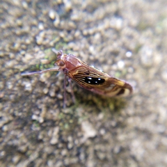 Pintalia constellaris