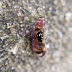 Pintalia constellaris