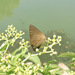 Rapala subpurpurea - Photo (c) Ziyang Liu, some rights reserved (CC BY-NC), uploaded by Ziyang Liu