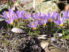 Crocus sieberi
