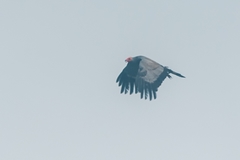 Polyboroides typus