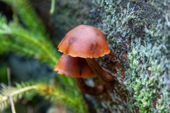 Gymnopilus picreus