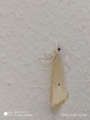 Scirpophaga incertulas