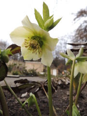 Helleborus odorus