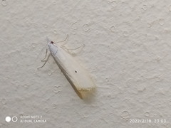 Scirpophaga incertulas
