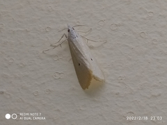 Scirpophaga incertulas