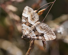 Chrysolarentia persimilis