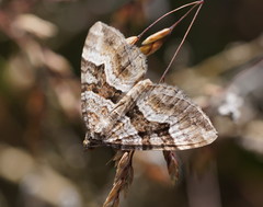 Chrysolarentia persimilis