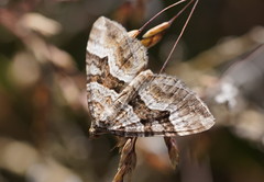 Chrysolarentia persimilis