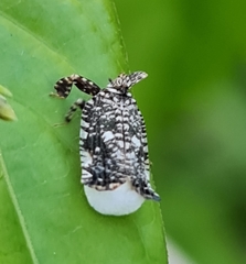 Elasmoscelis perforata