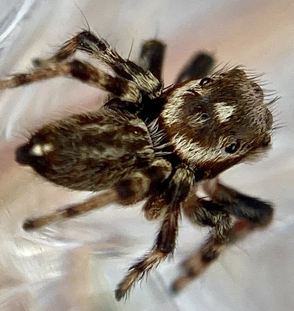 White Banded House Jumper