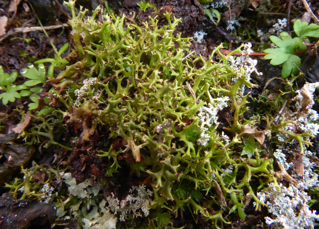 Dan's Cladia