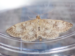 Anania lancealis
