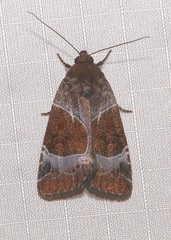 Hampsonodes mastoides