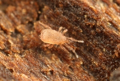 Lasioseius