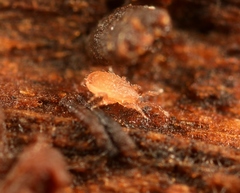 Lasioseius