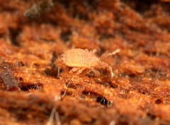 Lasioseius