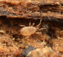 Lasioseius