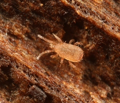 Lasioseius