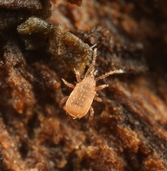 Lasioseius
