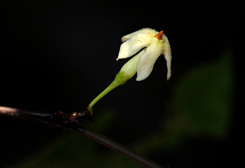 Malouetia bequaertiana image