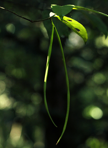 Malouetia bequaertiana image